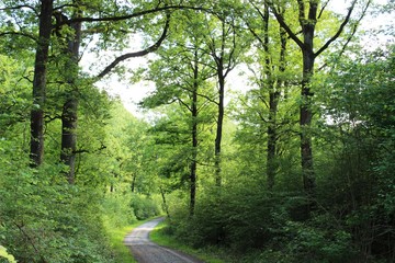 Obraz premium Im Wald