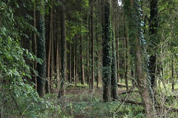 Obraz premium Im Wald