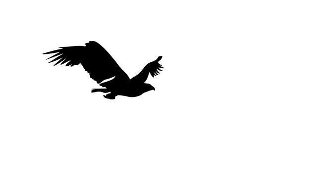 Silhouette of the flying eagle, animation on the white background