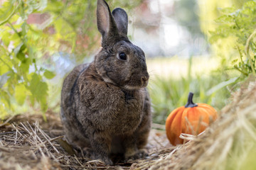 Fototapeta premium Small gray rabbit with pumpkin soft light selective focus shallow DOF