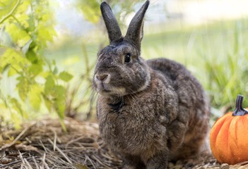 Small gray rabbit with pumpkin soft light selective focus shallow DOF