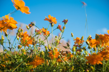 Fototapeta na wymiar Orange wild flowers with blue sky for background