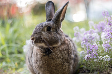 Gray garden rabbit soft light selective focus shallow DOF