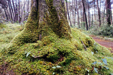 forest tree