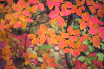 Background of colorful autumn leaves. Autumn. Defoliation. Beautiful cotinus coggygria tree in bright autumn colors.