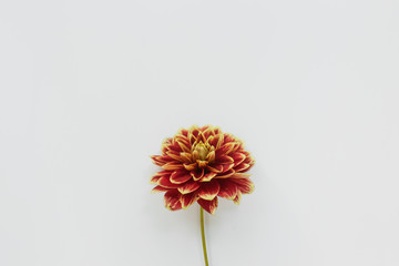 Red flower dahlia on white background. Minimal flowers composition. Flat lay, top view, copy space. Summer, autumn concept. - obrazy, fototapety, plakaty