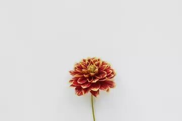 Fotobehang Red flower dahlia on white background. Minimal flowers composition. Flat lay, top view, copy space. Summer, autumn concept. © Tatiana