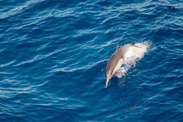 Naklejka premium dolphin jumping out of water