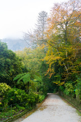 Path in autumn through the green forest of Sintra Natural Park during a foggy day
