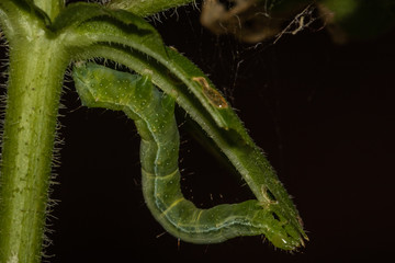 primo piano di un vermicello delle piante detto anche gatta