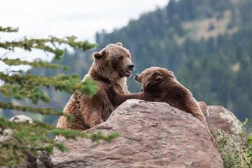 Grizzly Bear Argument
