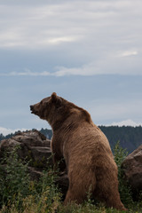 Grizzly Bear on a Boulder