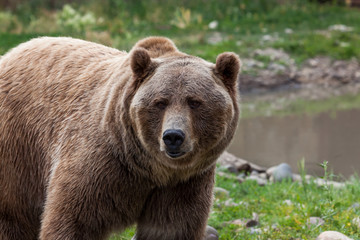 Plakat Grizzly Bear Next to a Pond