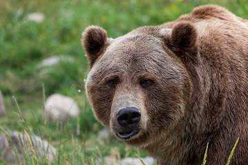 Fototapeta na wymiar Cute Grizzly Bear Face