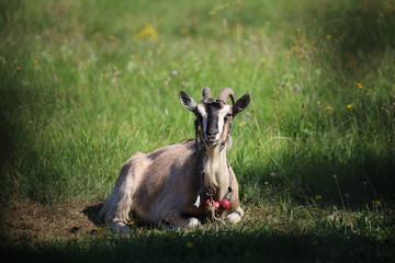 goat in the meadow,Poland