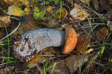 Beautiful little mushroom Leccinum known as a Orange birch bolete, growing in a forest.