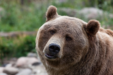 Fototapeta na wymiar Grizzly Bear Pout