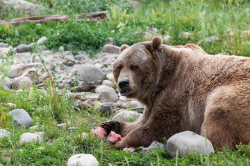 Obraz na płótnie Canvas Grizzly Bear Eating a Treat