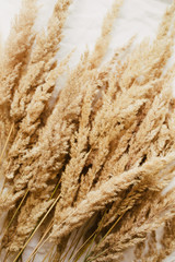 Beige reeds agains pampas plumen on the grey linen bed. Beautiful pattern with neutral colors. Minimal, stylish, trend concept. Flat lay, top view. Мonochrome image. Close up photo.