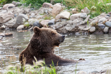 Grizzly Bear Bath