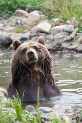Fototapeta na wymiar Grizzly Bear Bath
