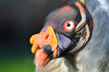 King Vulture portrait in natural light with green background
