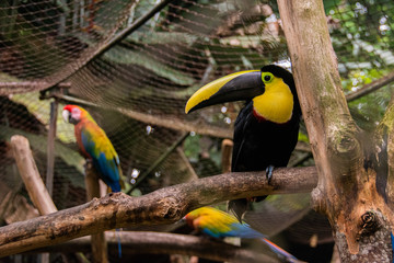 Captive birds in cages on a cold day
