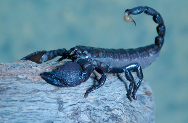 Watch out, its a scorpion the real thing and yes its stinger is poisons.  Detailed shot of this amazing and alien and looking creature. 