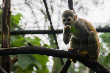Obraz premium Monkey standing in zoo between branches and rocks 