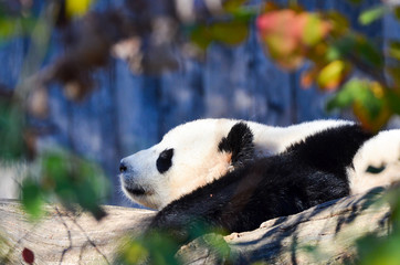 giant panda rest in the garden