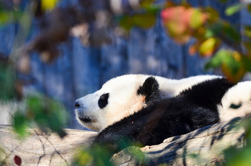giant panda rest in the garden © Orhan Çam