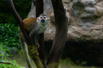Monkey standing in zoo between branches and rocks
