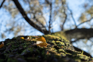 Naklejka na ściany i meble Leaf on a tree trunk in the park