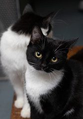 Adorable black and white cat
