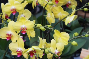 yellow orchid blossom in Hong Kong