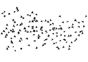 A flock of flying birds. Vector illustration