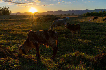 silhouette of gir and nelore calves on pasture at sunset