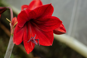 Red flower on a rainy day