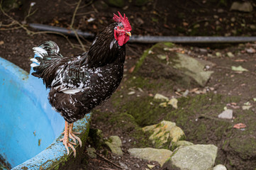 Black Rooster Walking around the farm
