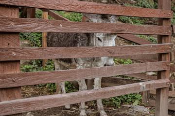 Donkey Trapped behind the fence
