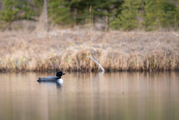 Canadian loon in the wild