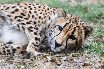 Cheetah portrait