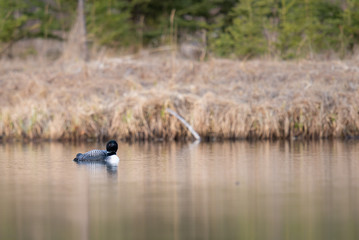 Canadian loon in the wild