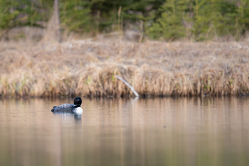 Obraz na płótnie Canvas Canadian loon in the wild