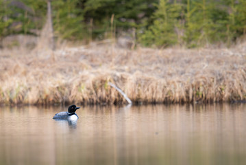 Canadian loon in the wild