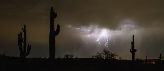 Saguaro cacti stand watch as lightning bolts light up the desert sky during a summer monsoon near...