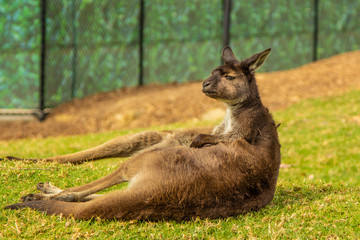 Kangaroo laying in the sun