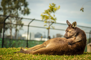 Kangaroo laying in the sun