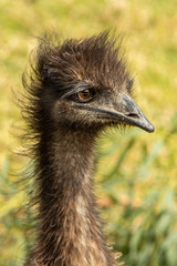 Emu