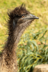 Emu